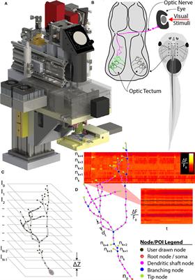 Comprehensive Imaging of Sensory-Evoked Activity of Entire Neurons Within the Awake Developing Brain Using Ultrafast AOD-Based Random-Access Two-Photon Microscopy